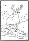 Highland Stag 2